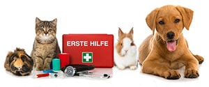 Recherche médicale sur les animaux